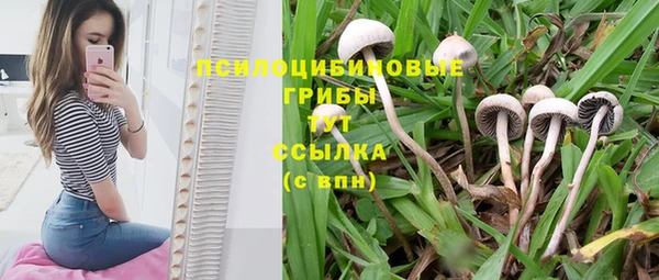 крисы Горняк
